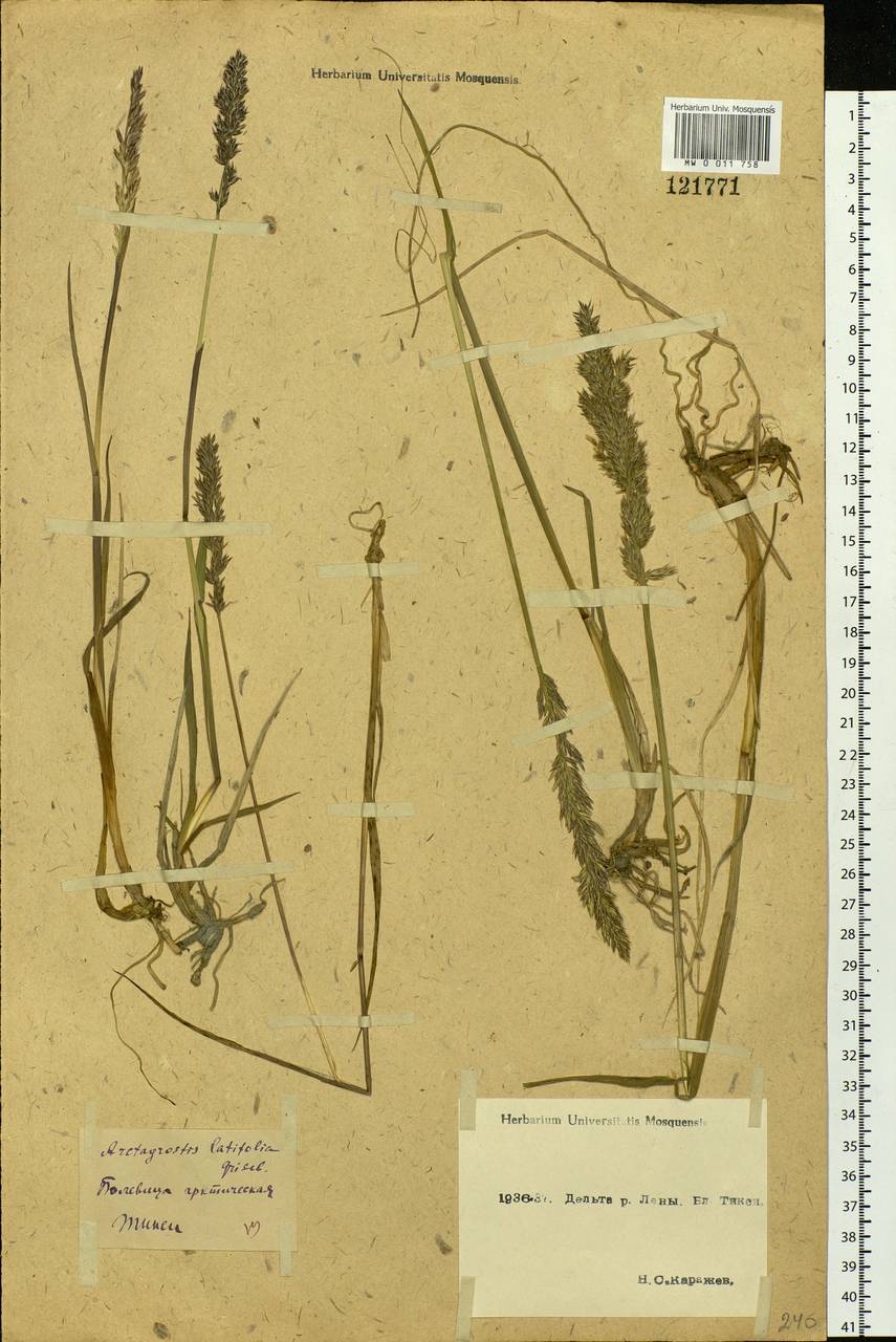 Arctagrostis latifolia (R.Br.) Griseb., Siberia, Yakutia (S5) (Russia)