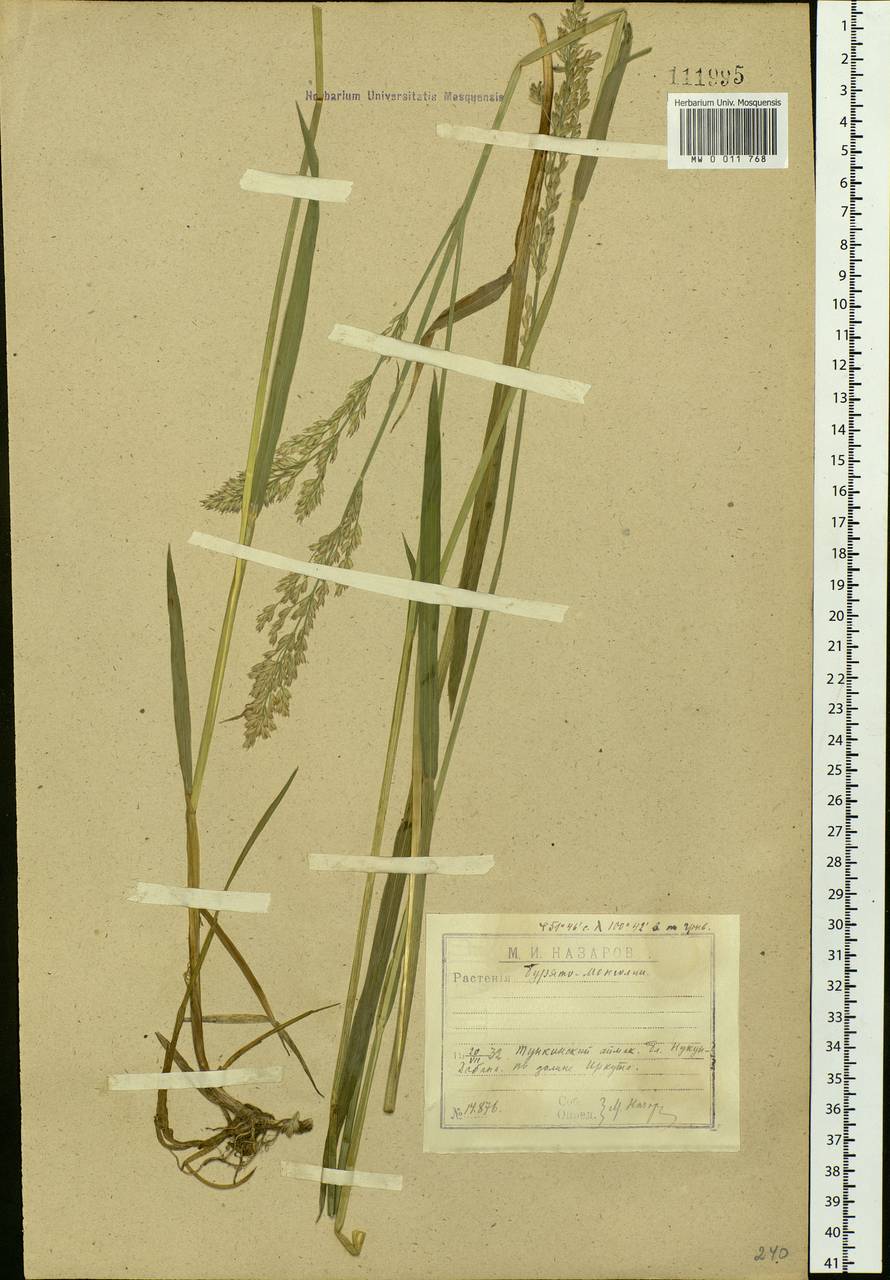 Arctagrostis latifolia (R.Br.) Griseb., Siberia, Baikal & Transbaikal region (S4) (Russia)