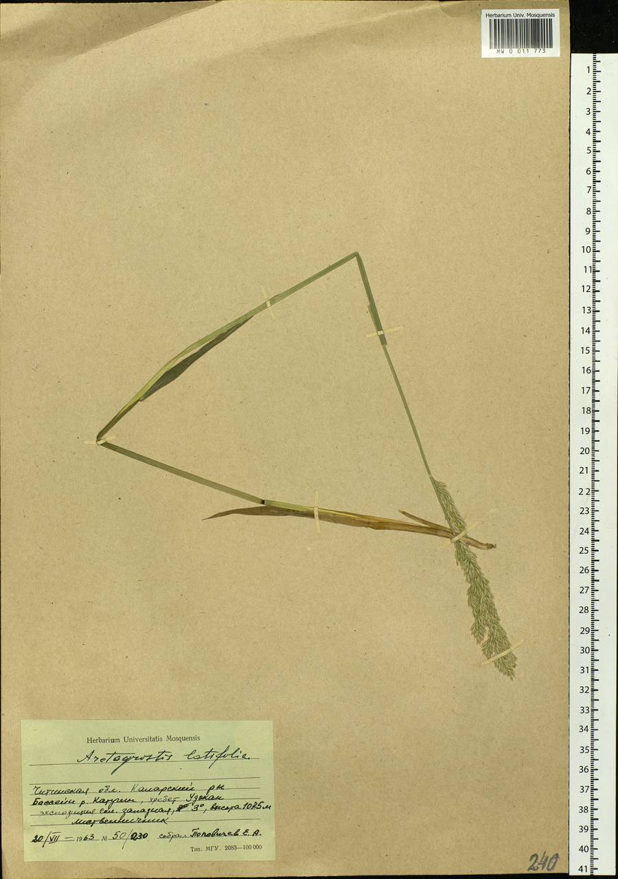 Arctagrostis latifolia (R.Br.) Griseb., Siberia, Baikal & Transbaikal region (S4) (Russia)