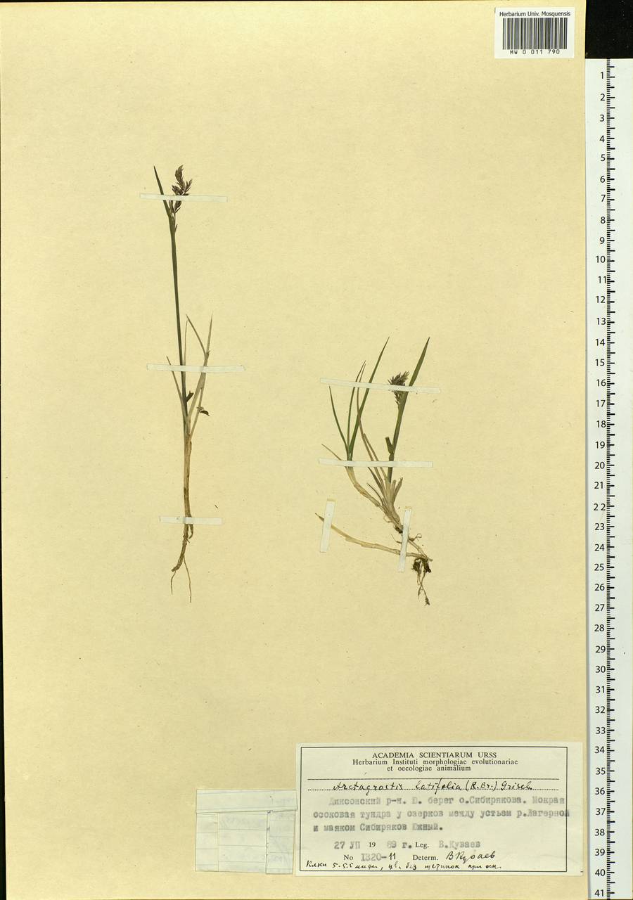 Arctagrostis latifolia (R.Br.) Griseb., Siberia, Central Siberia (S3) (Russia)