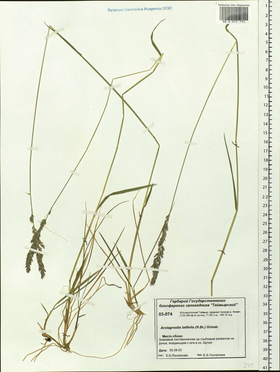 Arctagrostis latifolia (R.Br.) Griseb., Siberia, Central Siberia (S3) (Russia)