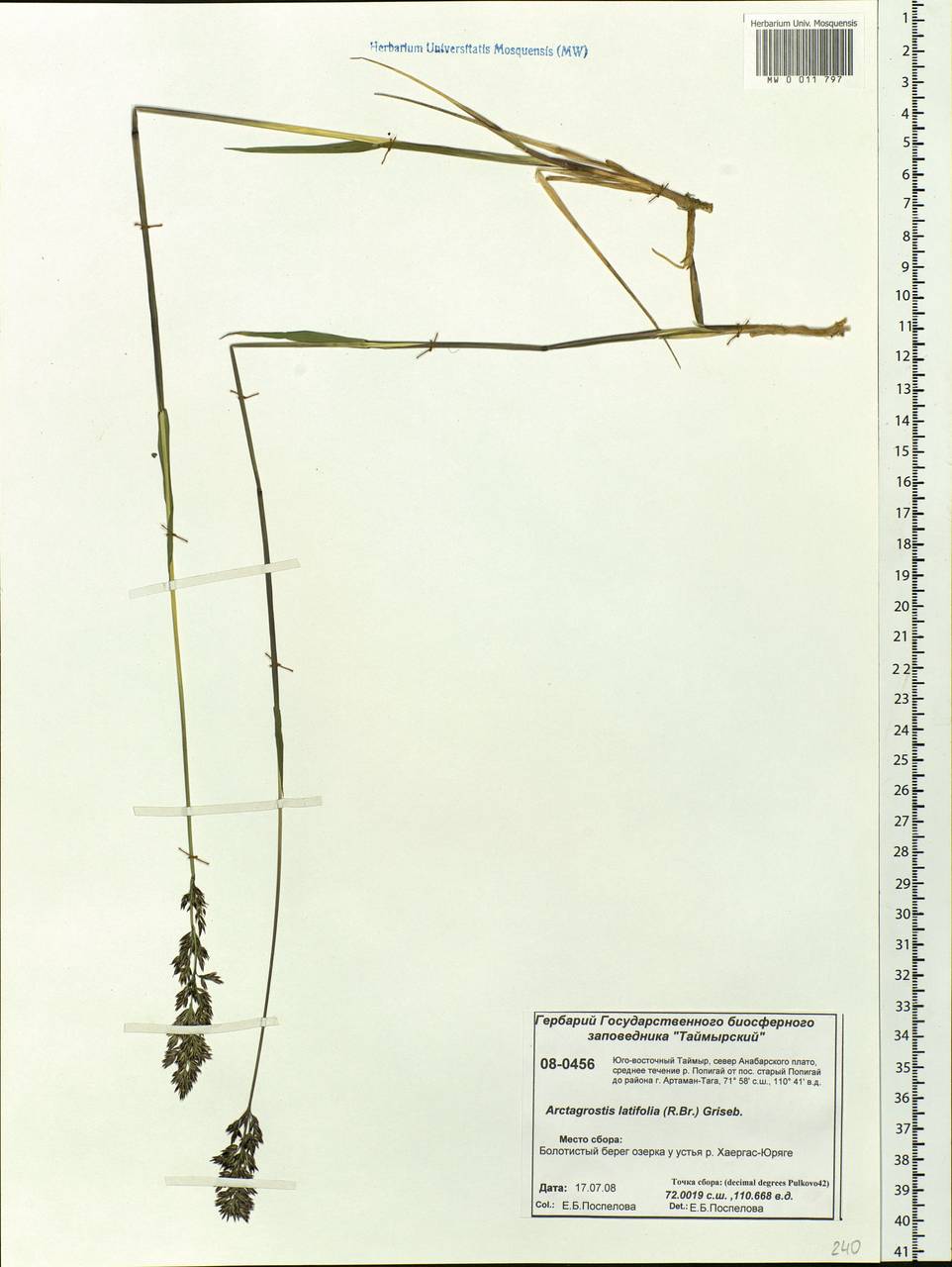 Arctagrostis latifolia (R.Br.) Griseb., Siberia, Central Siberia (S3) (Russia)