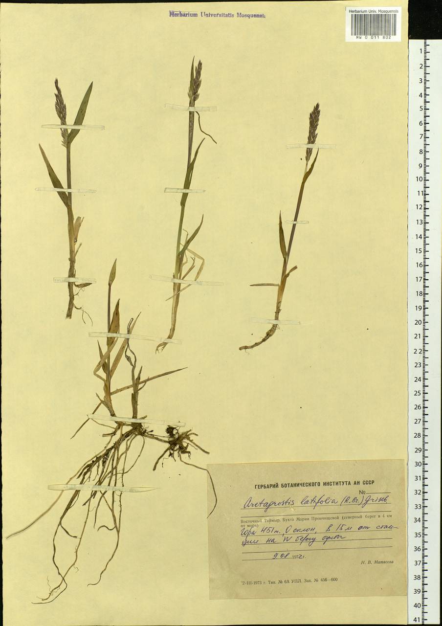 Arctagrostis latifolia (R.Br.) Griseb., Siberia, Central Siberia (S3) (Russia)