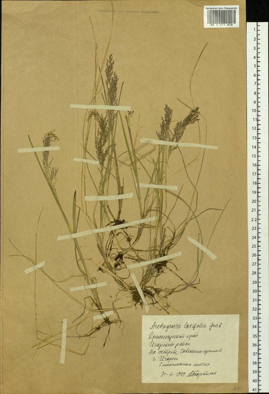 Arctagrostis latifolia (R.Br.) Griseb., Siberia, Central Siberia (S3) (Russia)