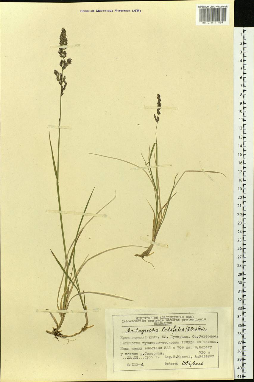 Arctagrostis latifolia (R.Br.) Griseb., Siberia, Central Siberia (S3) (Russia)