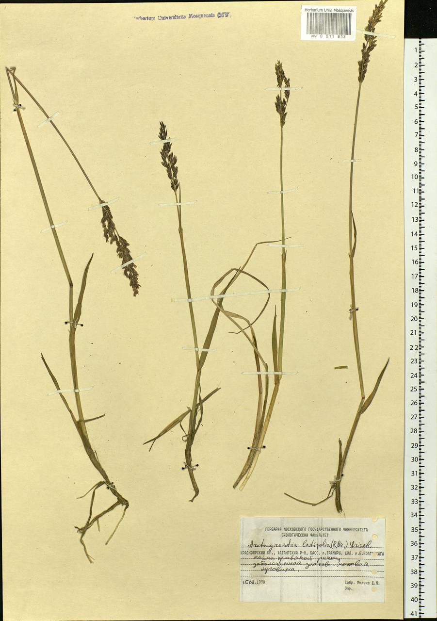 Arctagrostis latifolia (R.Br.) Griseb., Siberia, Central Siberia (S3) (Russia)