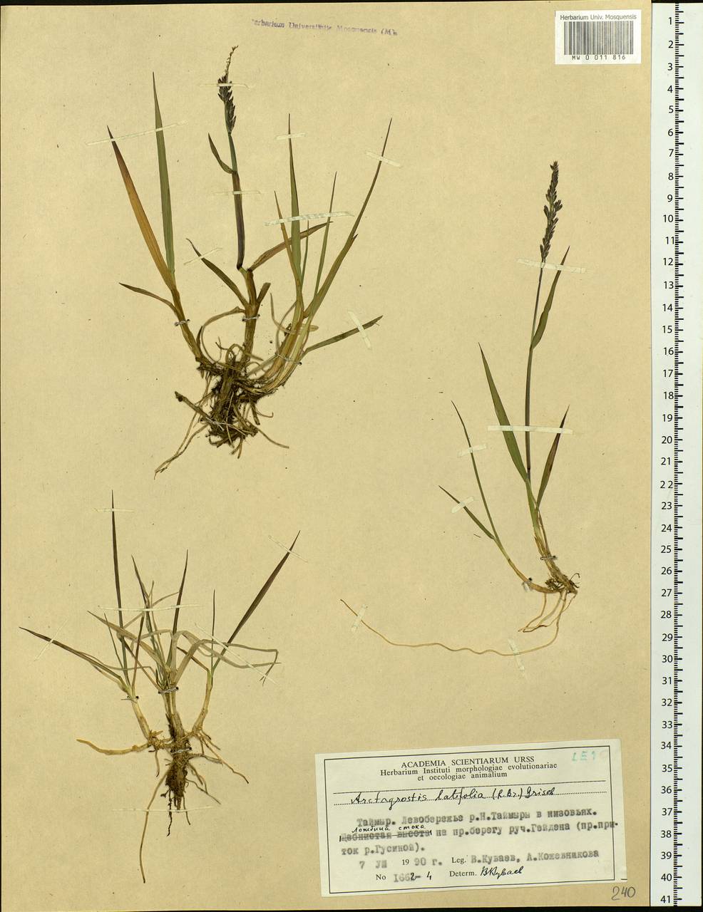 Arctagrostis latifolia (R.Br.) Griseb., Siberia, Central Siberia (S3) (Russia)