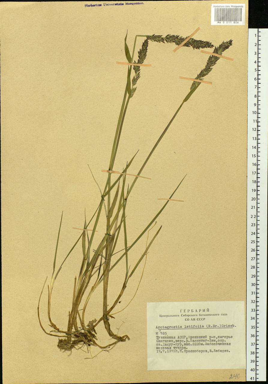 Arctagrostis latifolia (R.Br.) Griseb., Siberia, Altai & Sayany Mountains (S2) (Russia)