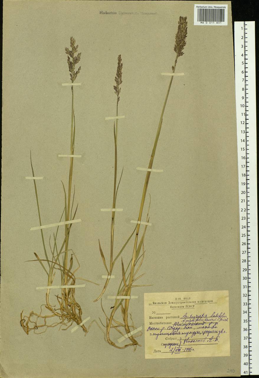 Arctagrostis latifolia (R.Br.) Griseb., Siberia, Western Siberia (S1) (Russia)
