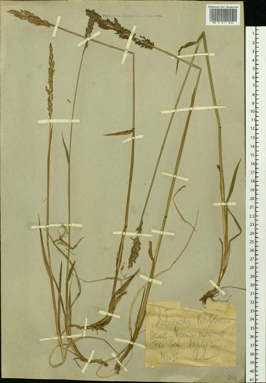 Arctagrostis latifolia (R.Br.) Griseb., Siberia, Western Siberia (S1) (Russia)