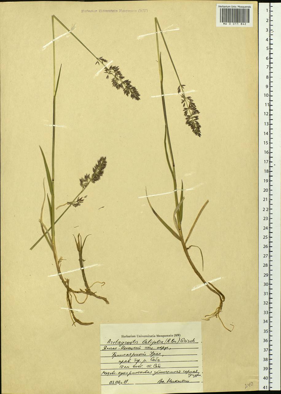 Arctagrostis latifolia (R.Br.) Griseb., Siberia, Western Siberia (S1) (Russia)