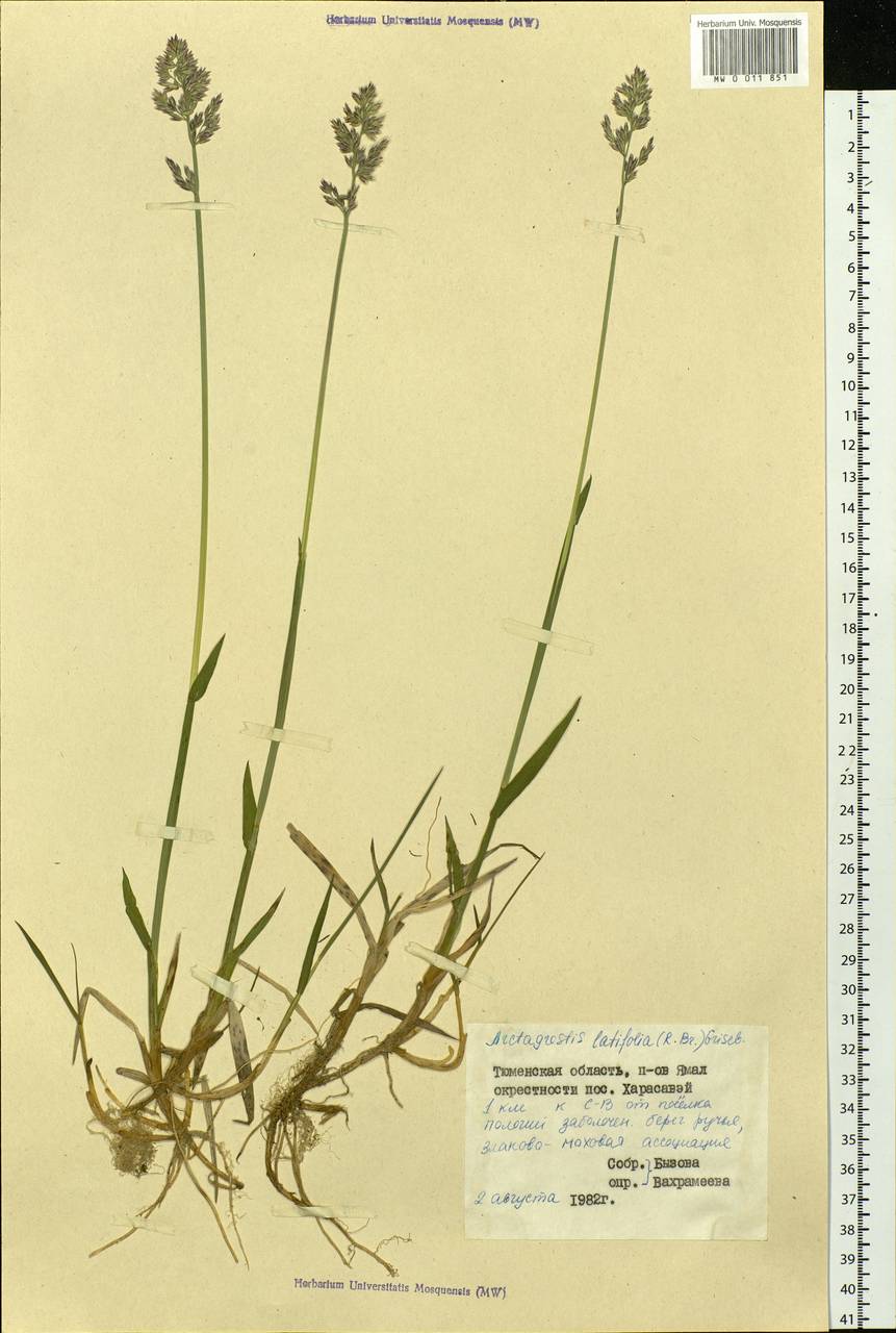 Arctagrostis latifolia (R.Br.) Griseb., Siberia, Western Siberia (S1) (Russia)