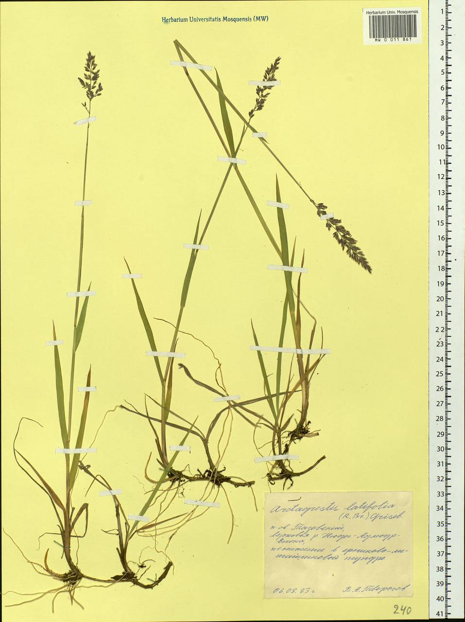 Arctagrostis latifolia (R.Br.) Griseb., Siberia, Western Siberia (S1) (Russia)