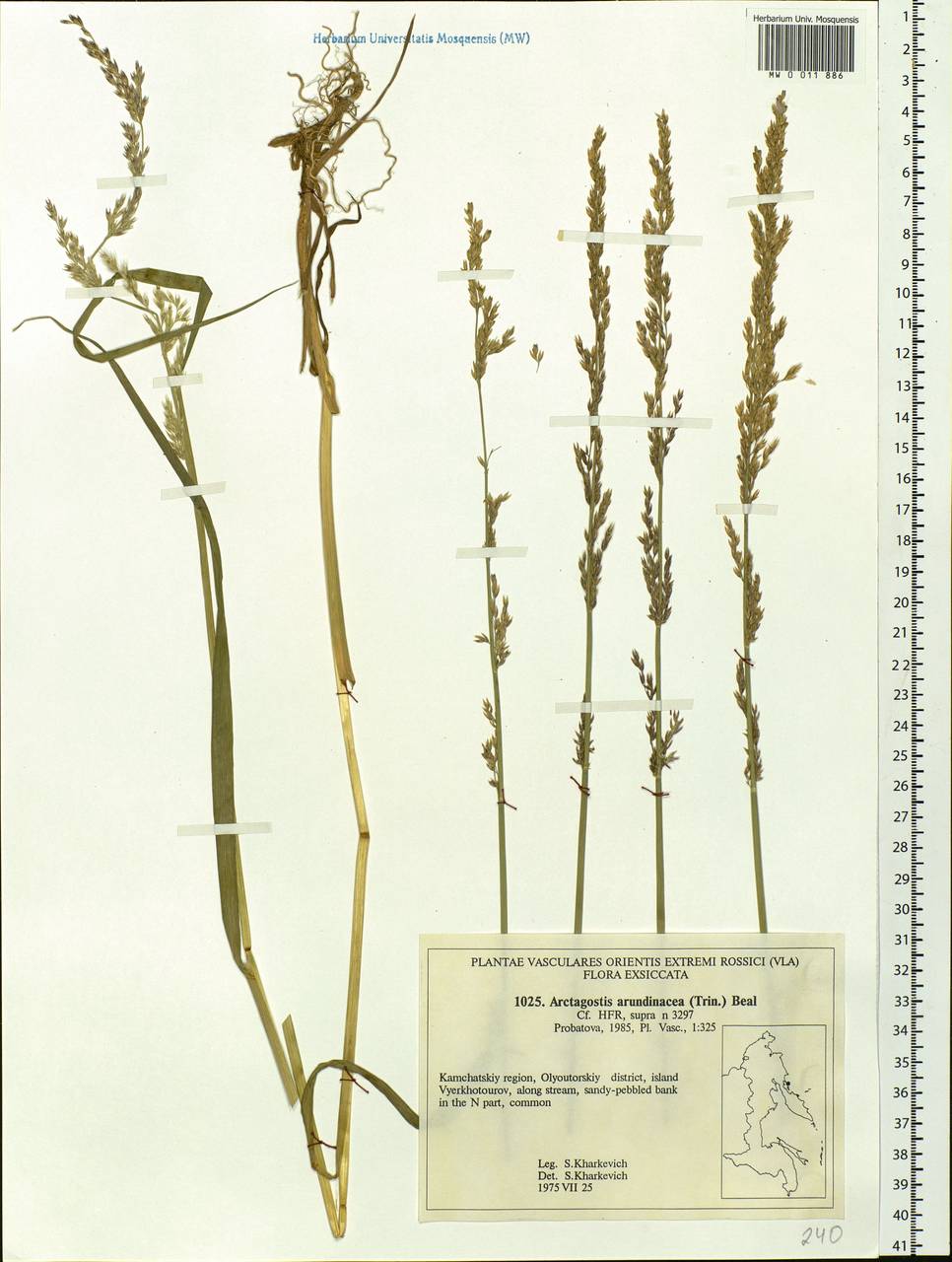 Arctagrostis arundinacea (Trin.) Beal, Siberia, Chukotka & Kamchatka (S7) (Russia)