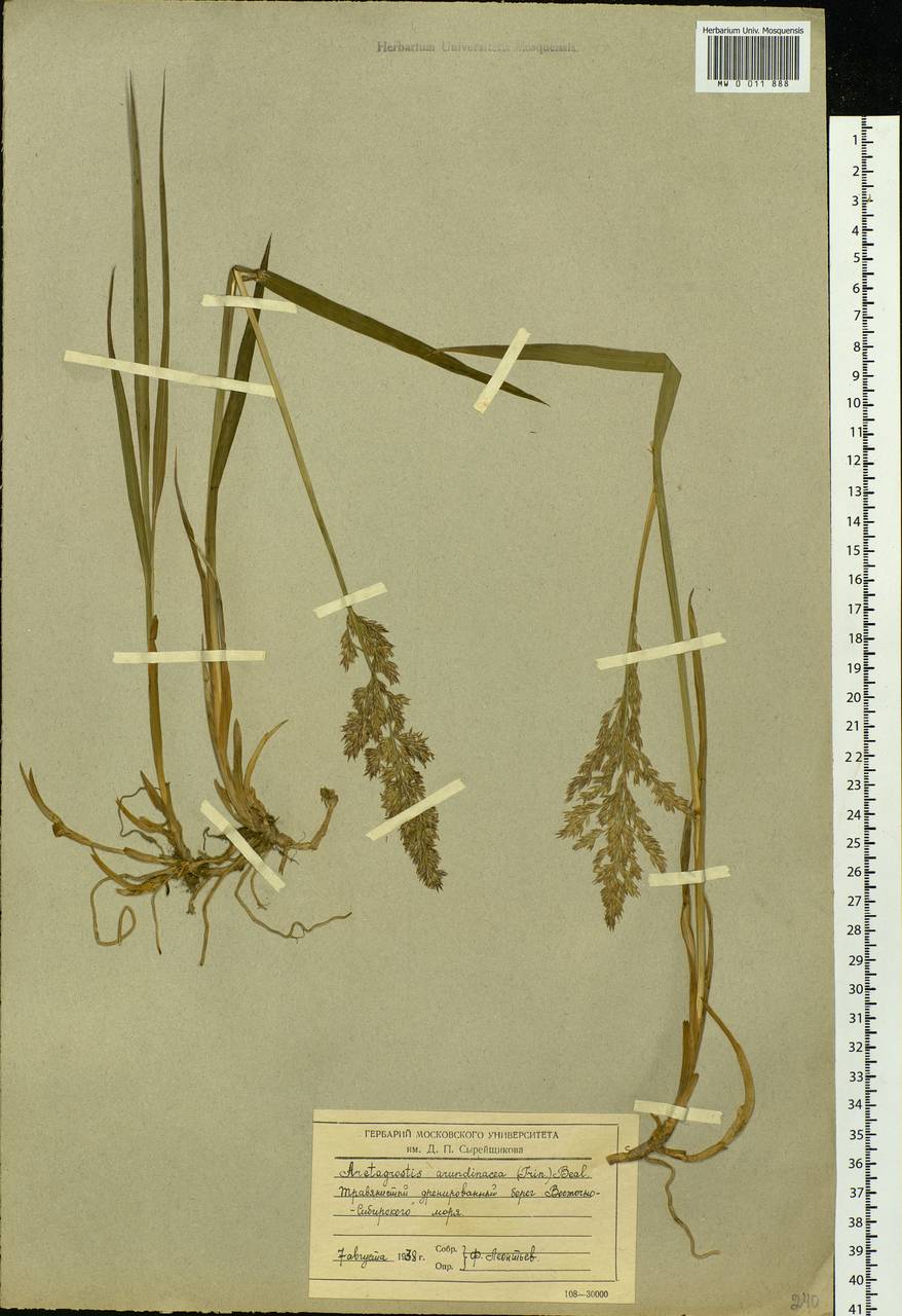 Arctagrostis arundinacea (Trin.) Beal, Siberia, Chukotka & Kamchatka (S7) (Russia)