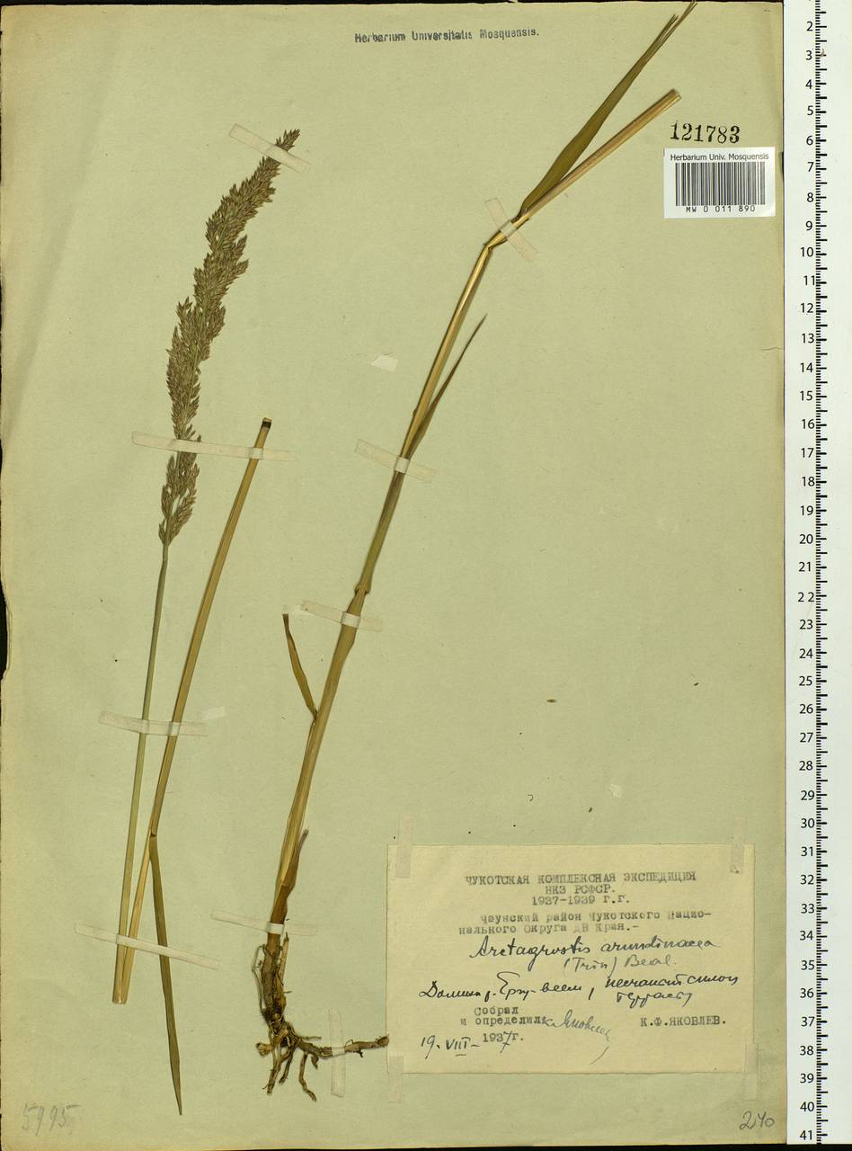 Arctagrostis arundinacea (Trin.) Beal, Siberia, Chukotka & Kamchatka (S7) (Russia)