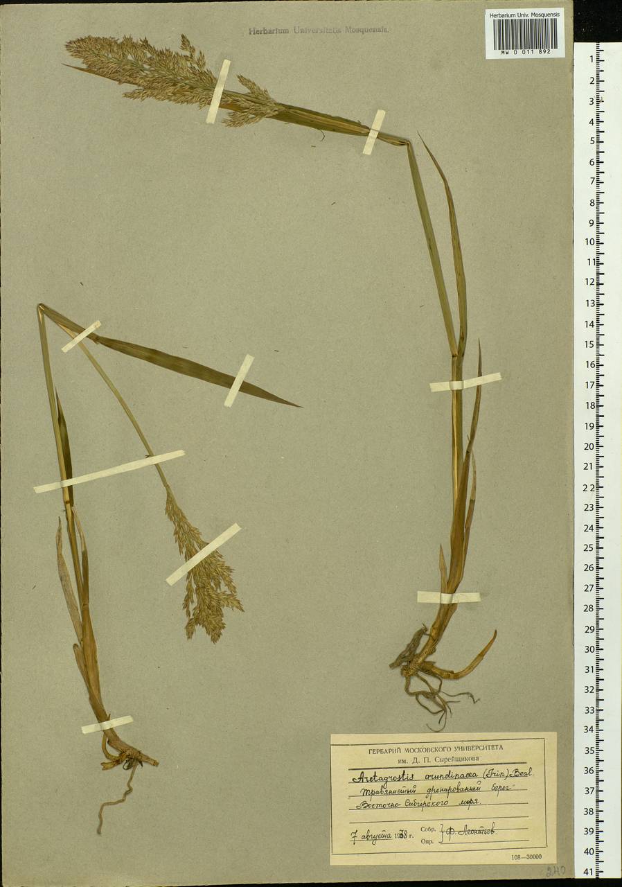 Arctagrostis arundinacea (Trin.) Beal, Siberia, Chukotka & Kamchatka (S7) (Russia)