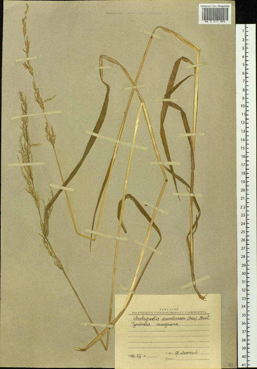 Arctagrostis arundinacea (Trin.) Beal, Siberia, Chukotka & Kamchatka (S7) (Russia)