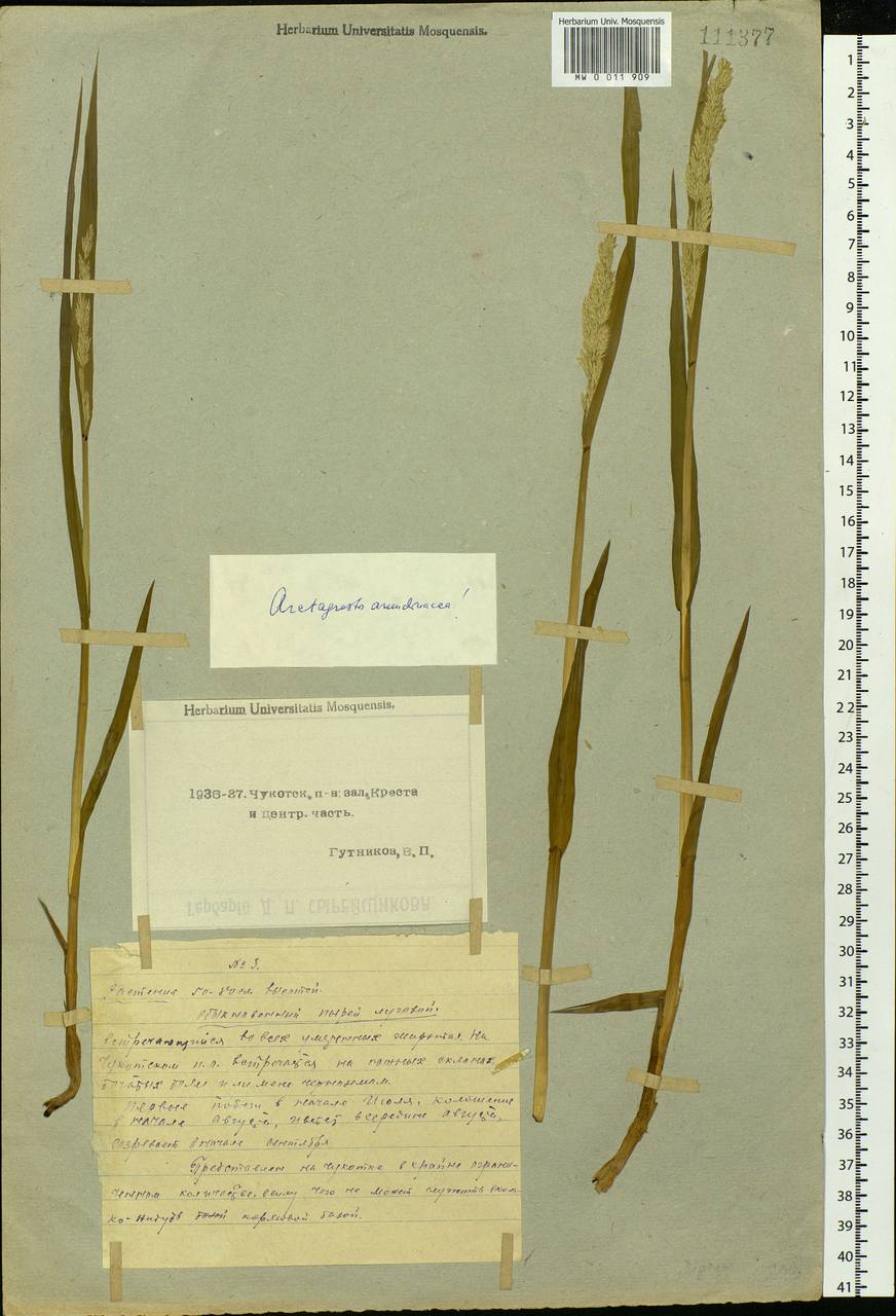 Arctagrostis arundinacea (Trin.) Beal, Siberia, Chukotka & Kamchatka (S7) (Russia)
