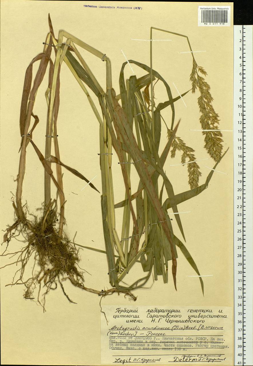 Arctagrostis arundinacea (Trin.) Beal, Siberia, Chukotka & Kamchatka (S7) (Russia)