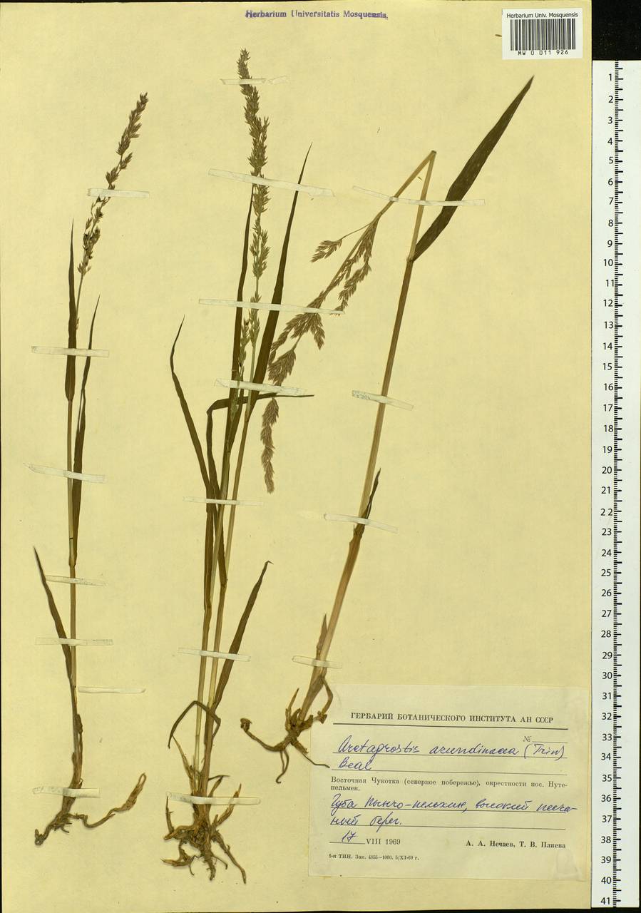 Arctagrostis arundinacea (Trin.) Beal, Siberia, Chukotka & Kamchatka (S7) (Russia)