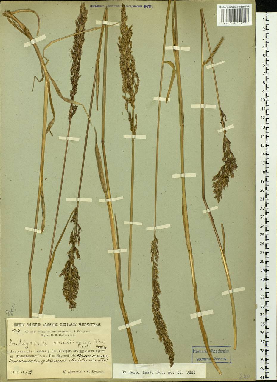 Arctagrostis arundinacea (Trin.) Beal, Siberia, Russian Far East (S6) (Russia)