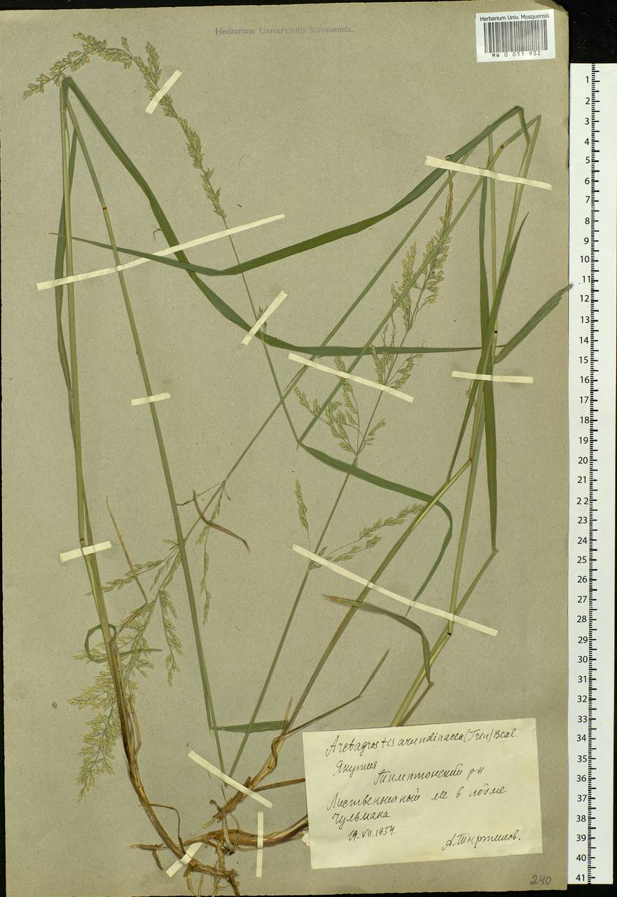 Arctagrostis arundinacea (Trin.) Beal, Siberia, Yakutia (S5) (Russia)