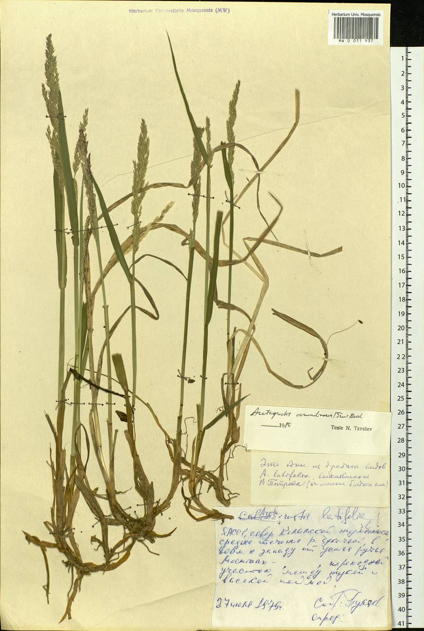 Arctagrostis arundinacea (Trin.) Beal, Siberia, Yakutia (S5) (Russia)