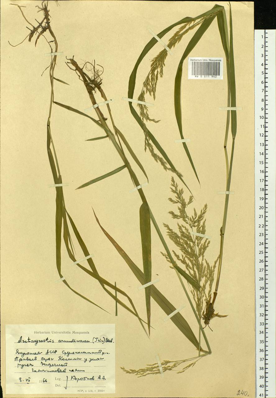 Arctagrostis arundinacea (Trin.) Beal, Siberia, Yakutia (S5) (Russia)