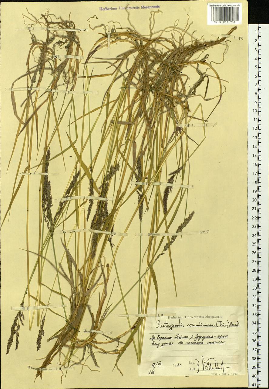Arctagrostis arundinacea (Trin.) Beal, Siberia, Yakutia (S5) (Russia)