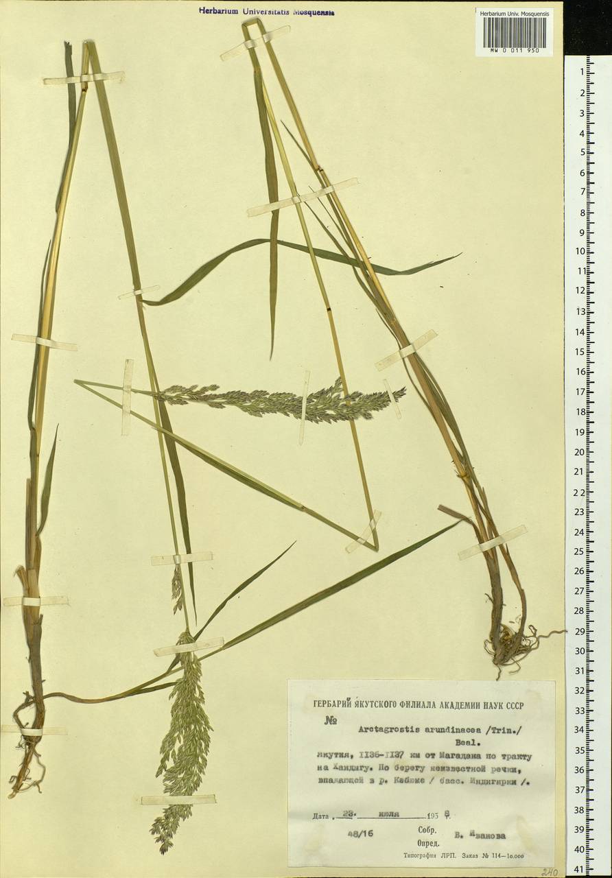Arctagrostis arundinacea (Trin.) Beal, Siberia, Yakutia (S5) (Russia)