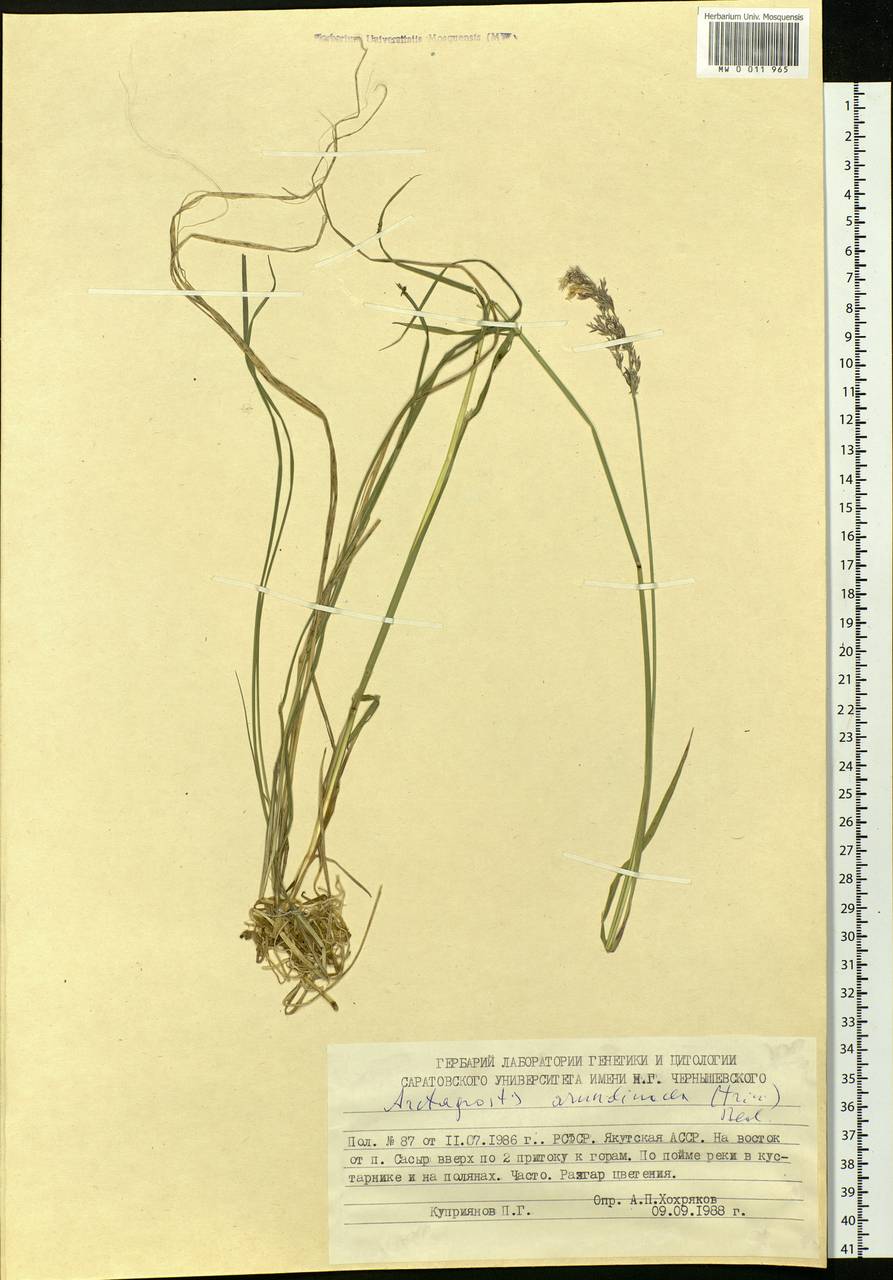 Arctagrostis arundinacea (Trin.) Beal, Siberia, Yakutia (S5) (Russia)