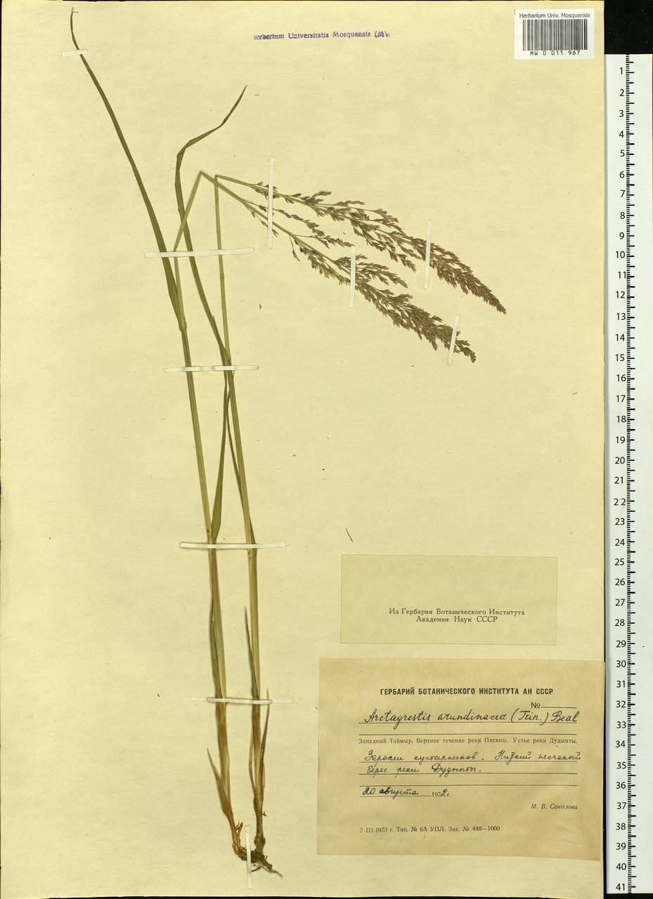 Arctagrostis arundinacea (Trin.) Beal, Siberia, Central Siberia (S3) (Russia)