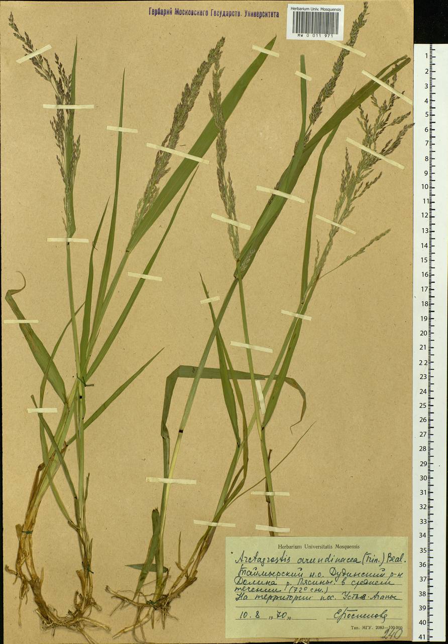 Arctagrostis arundinacea (Trin.) Beal, Siberia, Central Siberia (S3) (Russia)
