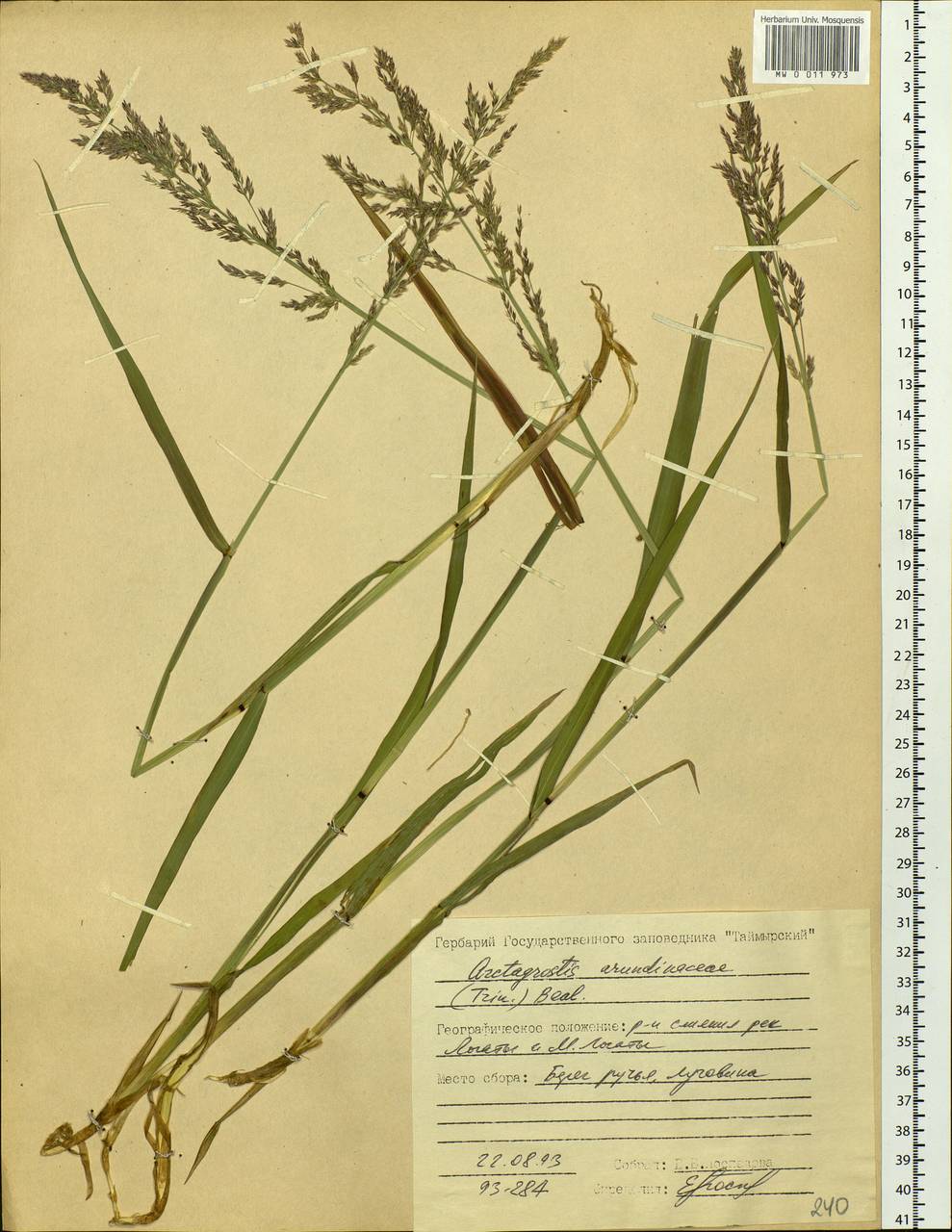 Arctagrostis arundinacea (Trin.) Beal, Siberia, Central Siberia (S3) (Russia)