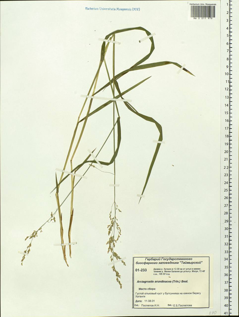 Arctagrostis arundinacea (Trin.) Beal, Siberia, Central Siberia (S3) (Russia)