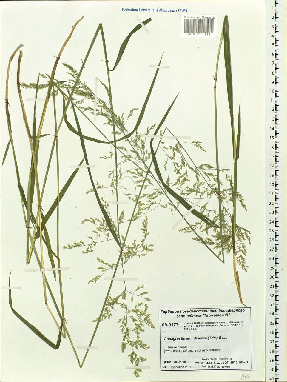 Arctagrostis arundinacea (Trin.) Beal, Siberia, Central Siberia (S3) (Russia)