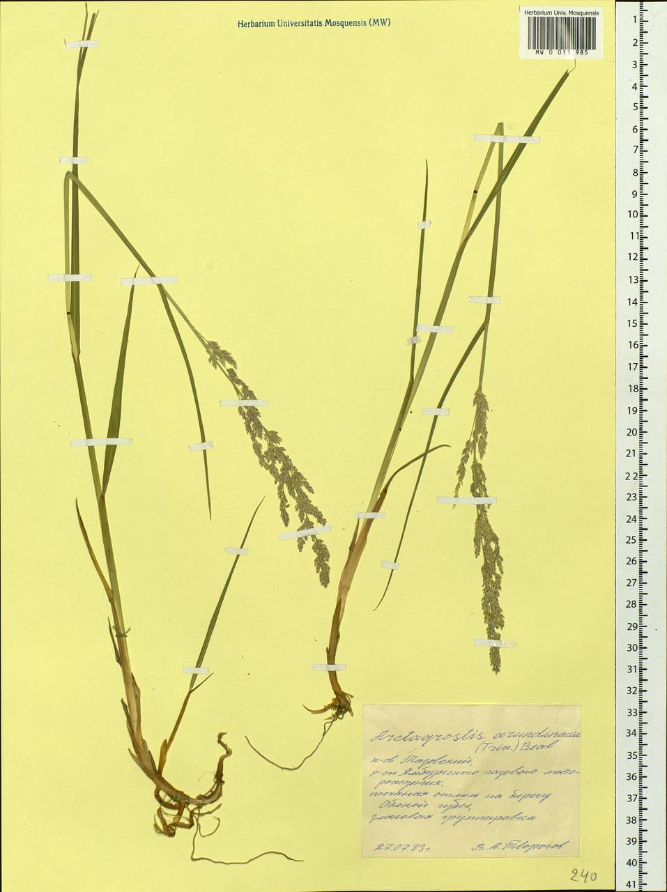 Arctagrostis arundinacea (Trin.) Beal, Siberia, Western Siberia (S1) (Russia)
