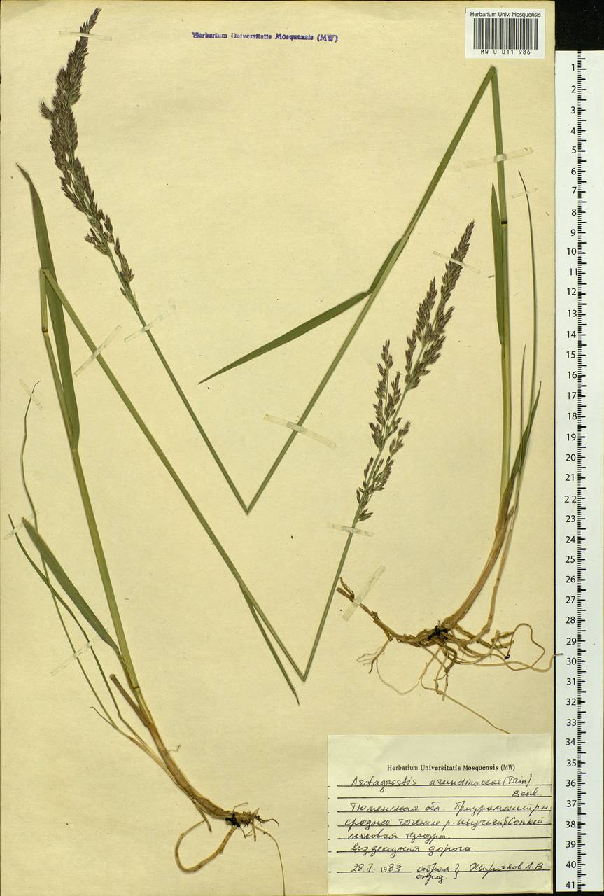 Arctagrostis arundinacea (Trin.) Beal, Siberia, Western Siberia (S1) (Russia)