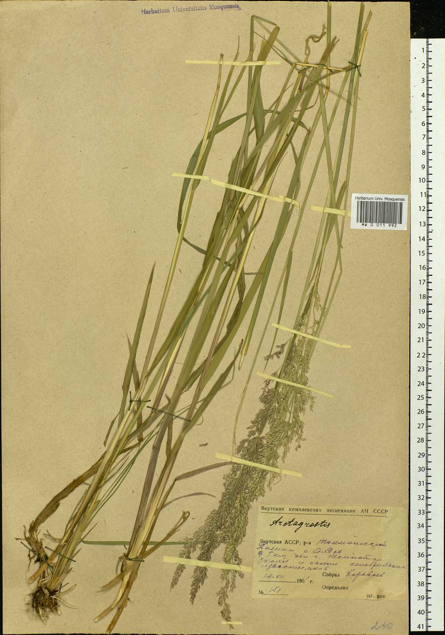 Arctagrostis, Siberia, Yakutia (S5) (Russia)