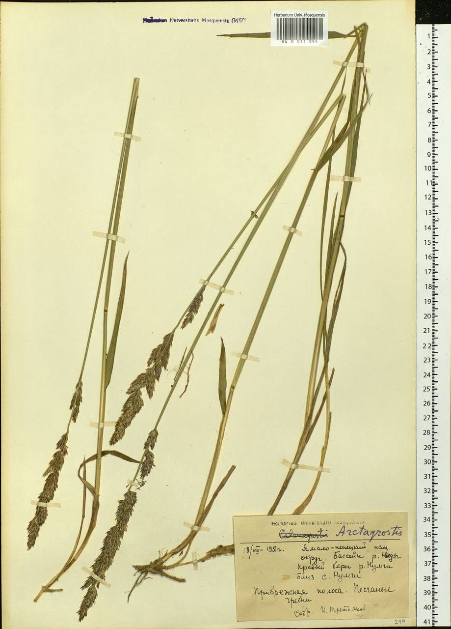 Arctagrostis, Siberia, Western Siberia (S1) (Russia)