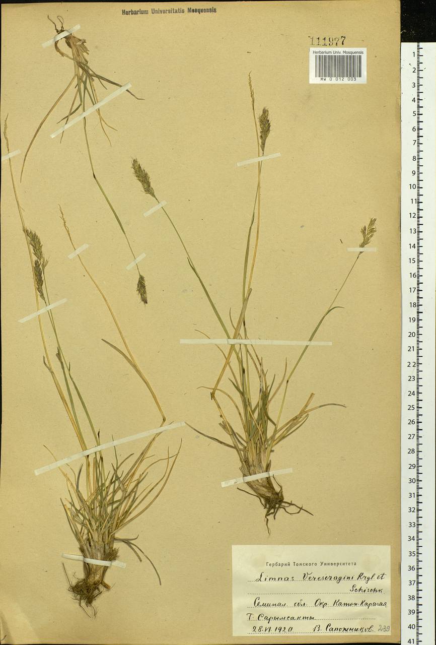 Limnas veresczaginii Krylov & Schischk., Siberia, Western (Kazakhstan) Altai Mountains (S2a) (Kazakhstan)