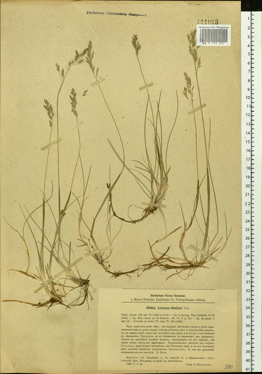 Limnas stelleri Trin., Siberia, Baikal & Transbaikal region (S4) (Russia)