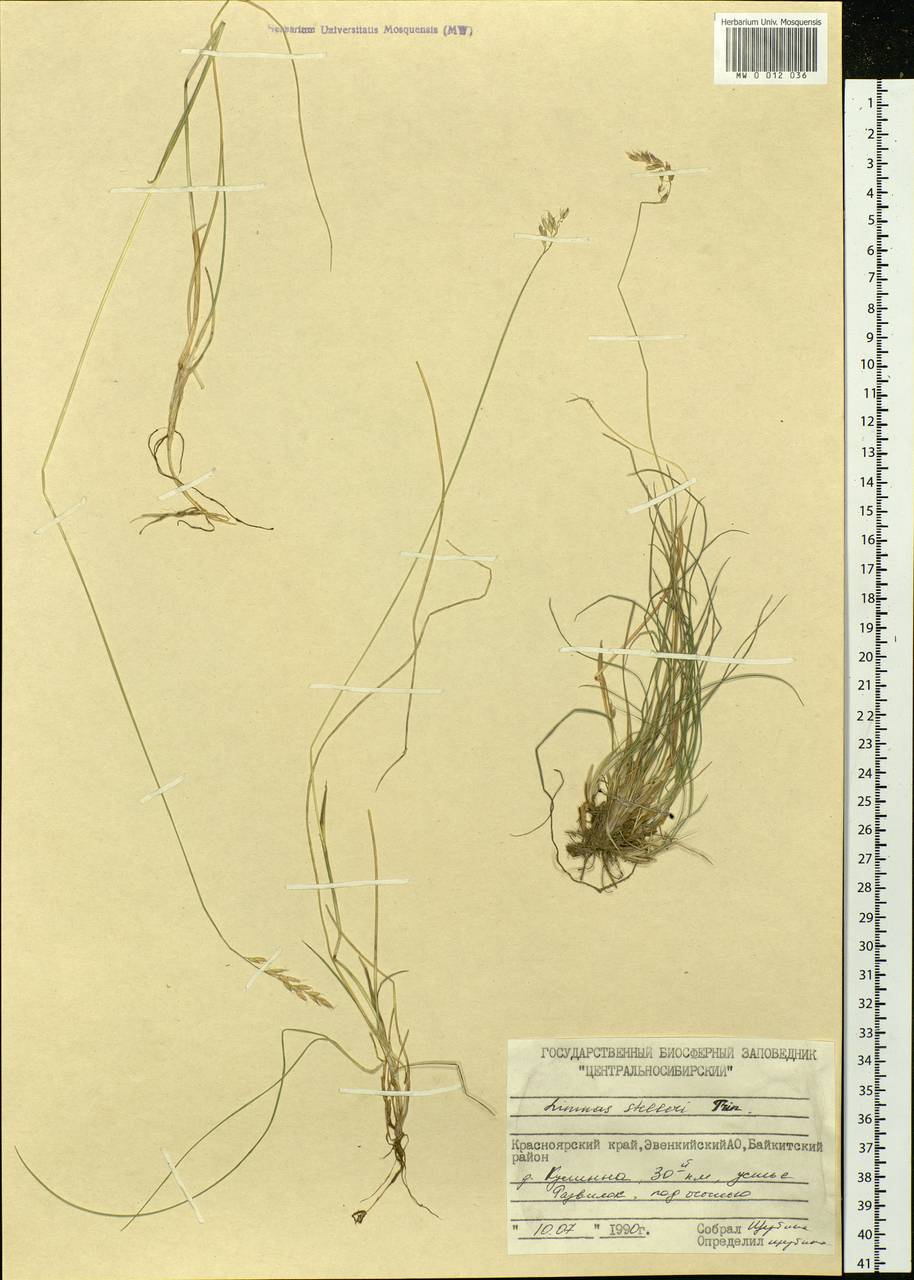 Limnas stelleri Trin., Siberia, Central Siberia (S3) (Russia)