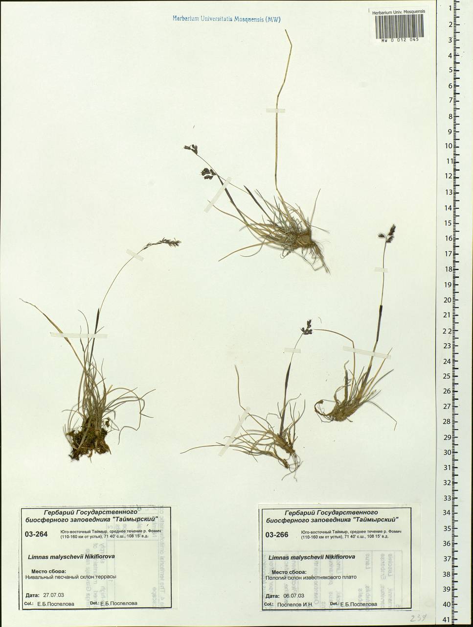 Limnas malyschevii O.D.Nikif., Siberia, Central Siberia (S3) (Russia)