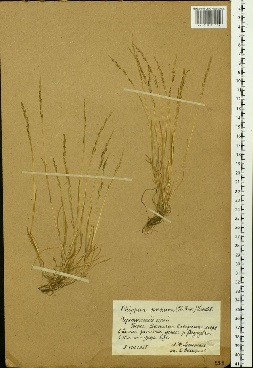 Phippsia concinna (Th.Fr.) Lindeb., Siberia, Chukotka & Kamchatka (S7) (Russia)