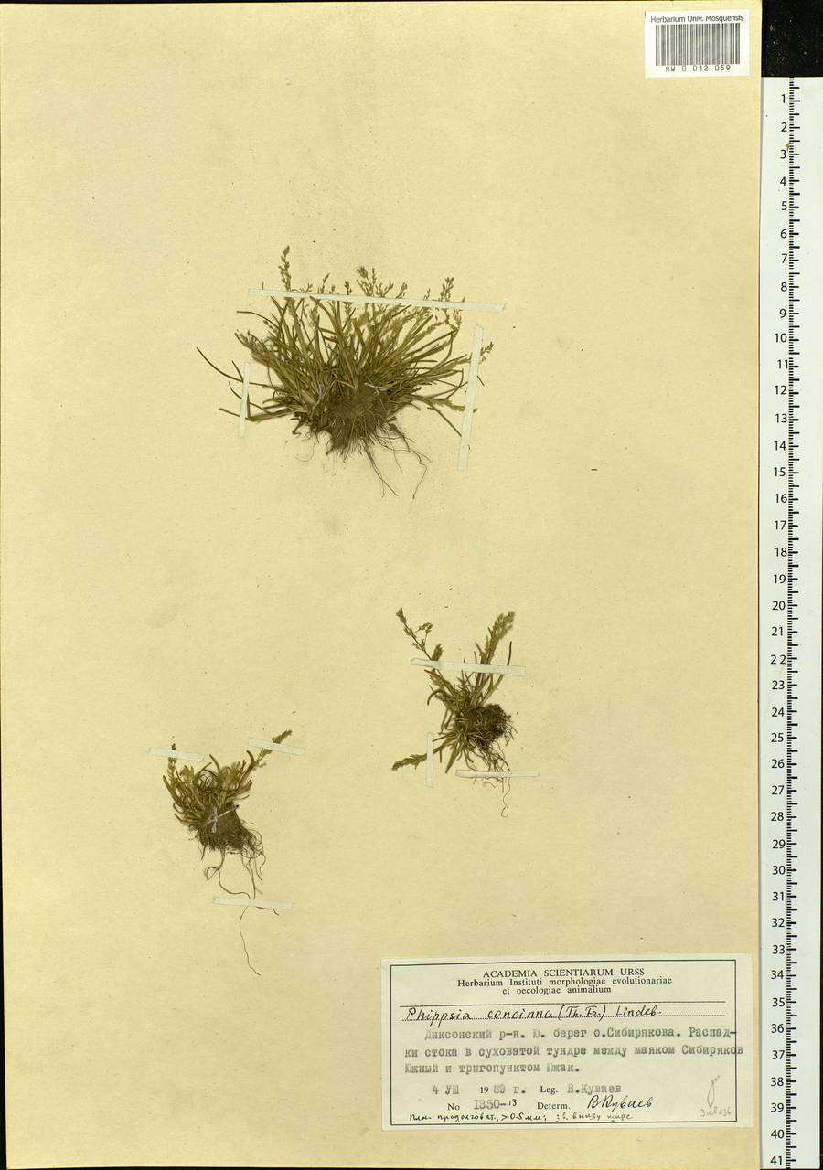 Phippsia concinna (Th.Fr.) Lindeb., Siberia, Central Siberia (S3) (Russia)