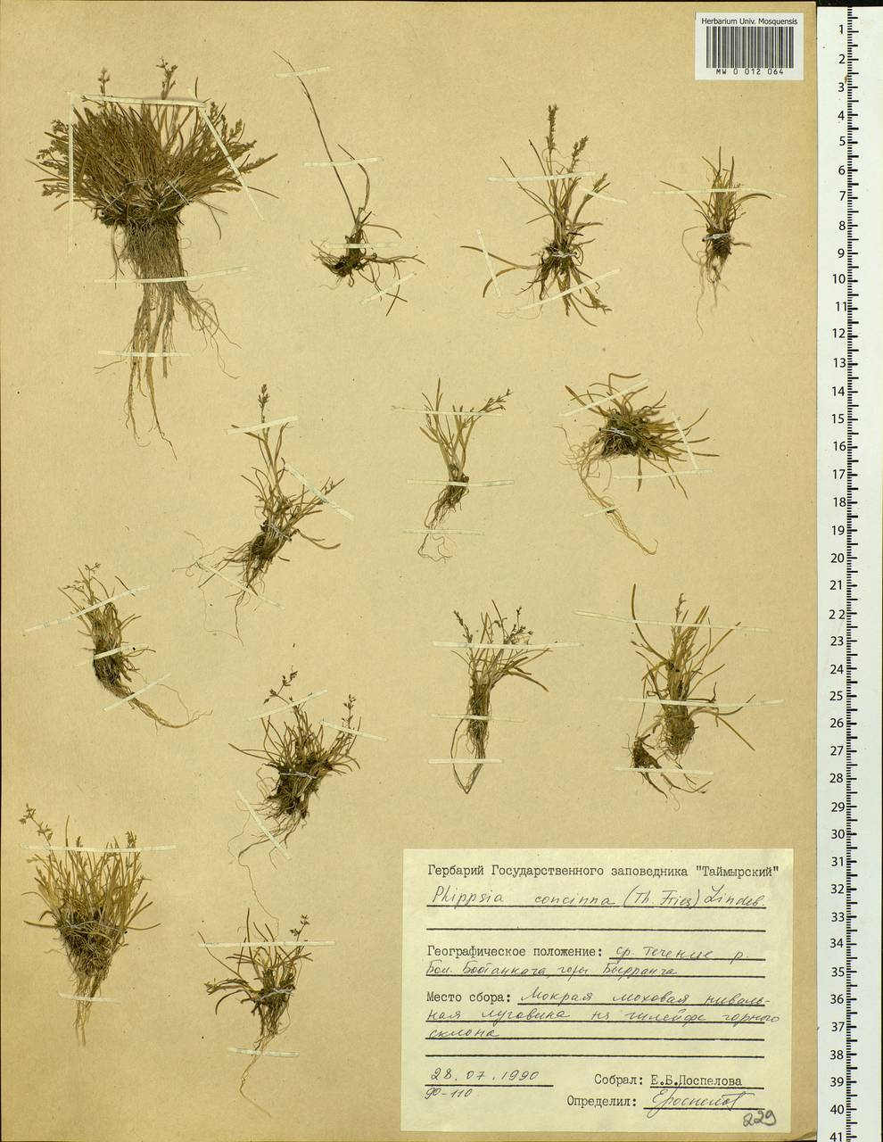 Phippsia concinna (Th.Fr.) Lindeb., Siberia, Central Siberia (S3) (Russia)