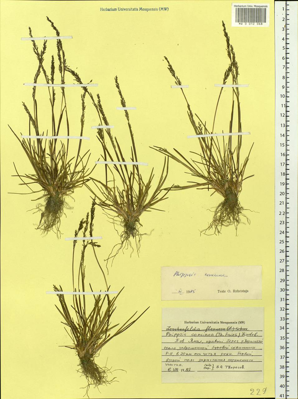 Phippsia concinna (Th.Fr.) Lindeb., Siberia, Western Siberia (S1) (Russia)
