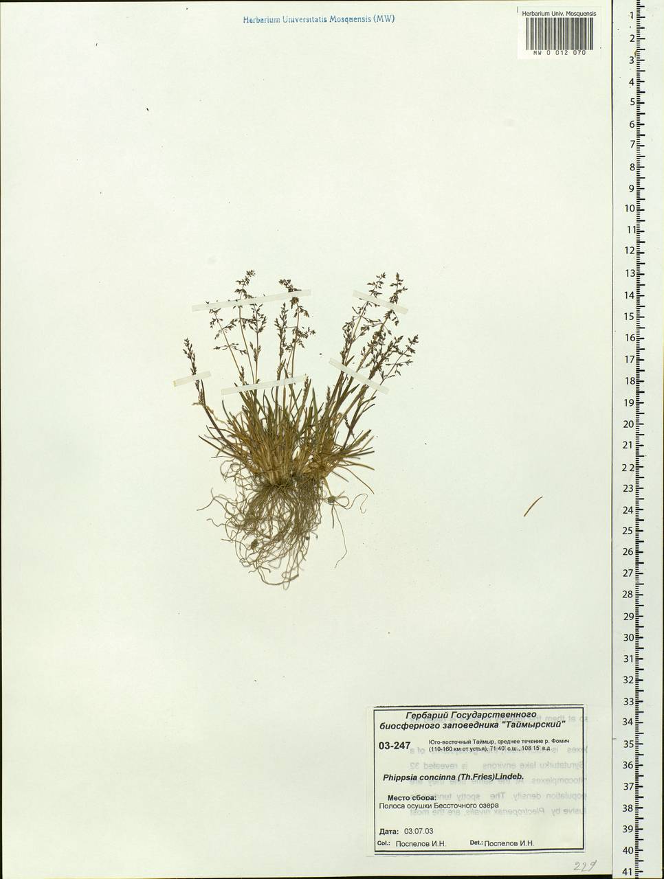 Phippsia concinna (Th.Fr.) Lindeb., Siberia, Central Siberia (S3) (Russia)